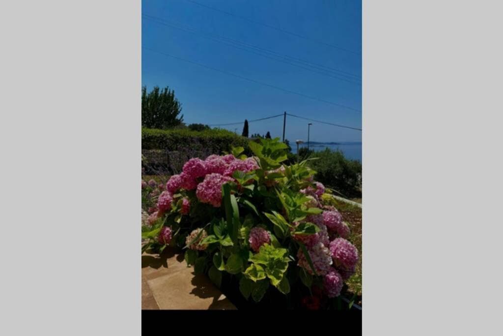 Villa Pergola -Apartment Roko