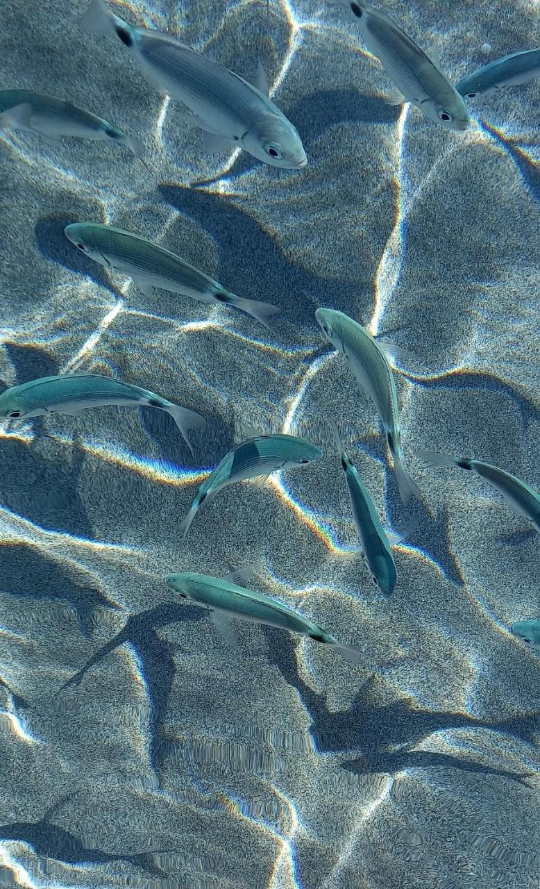 La Collina Casa Lentischi