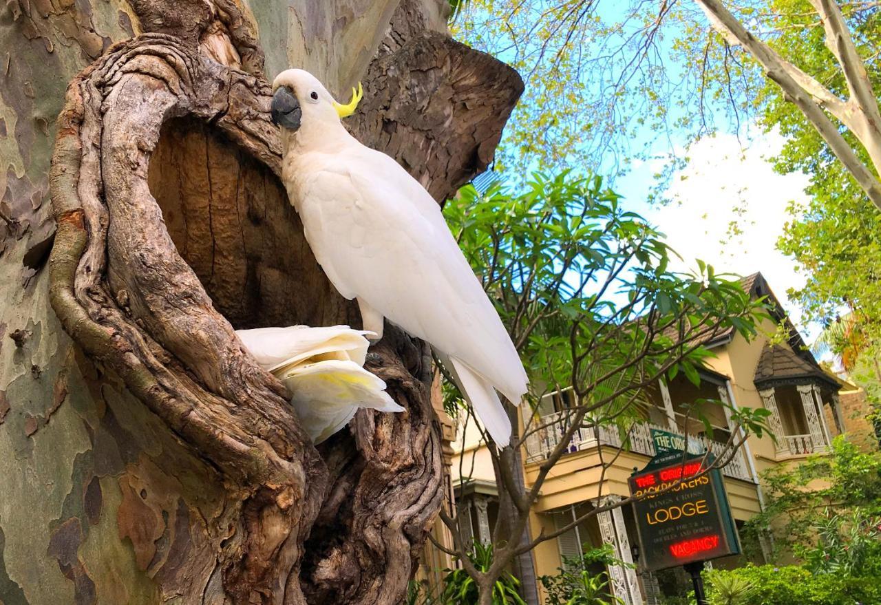 The Original Backpackers Hostel 1