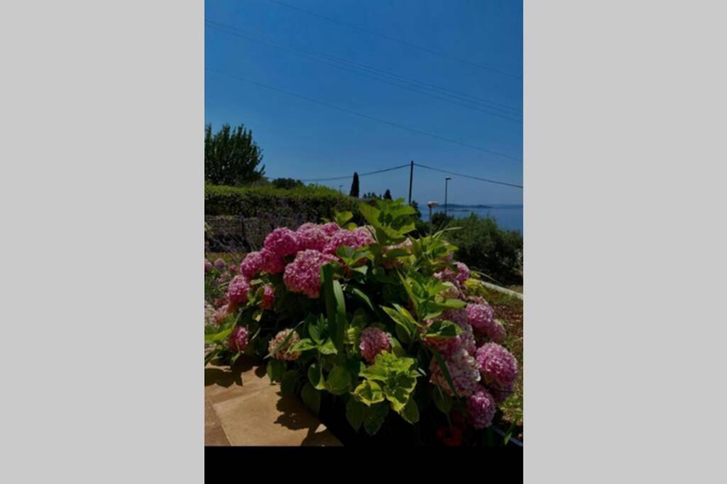 Villa Pergola -Apartment Roko