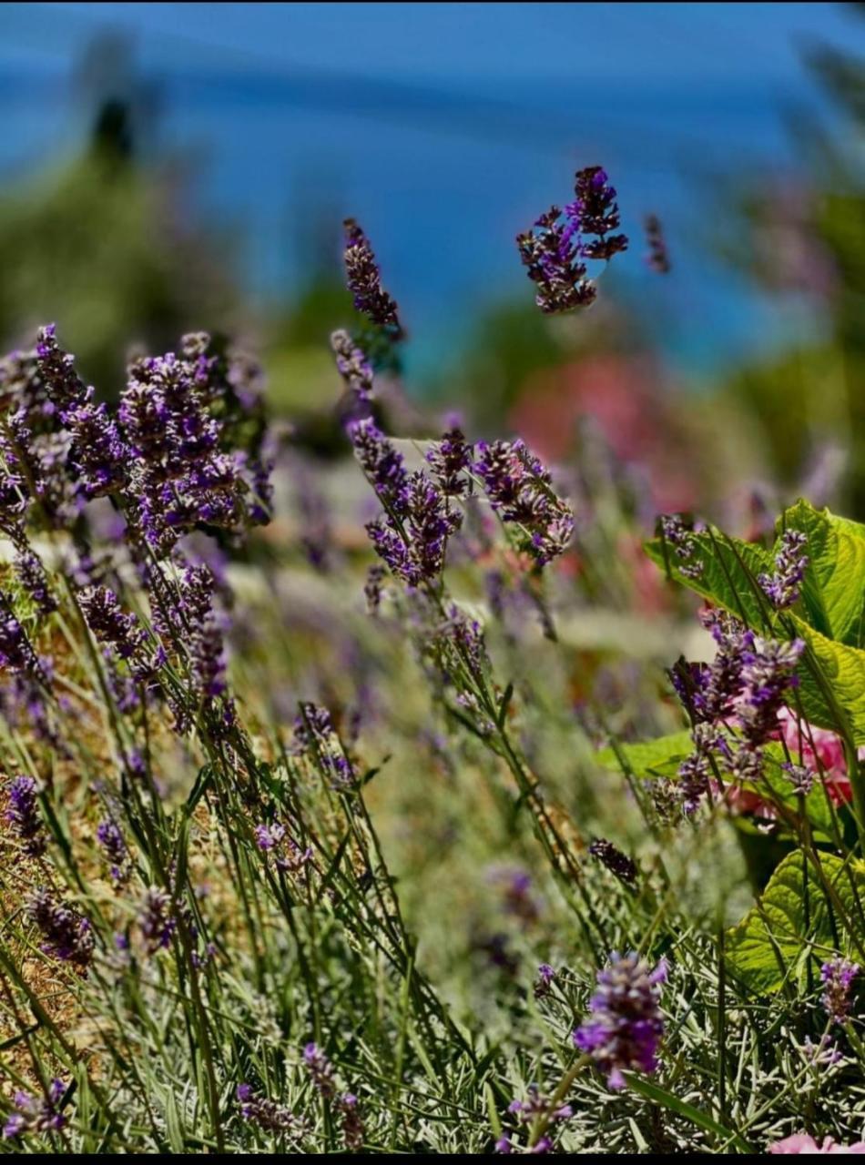 Villa Pergola-Apartment Toni 1