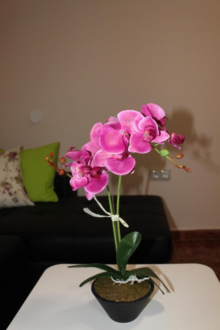 Beautiful Apartment Hercules