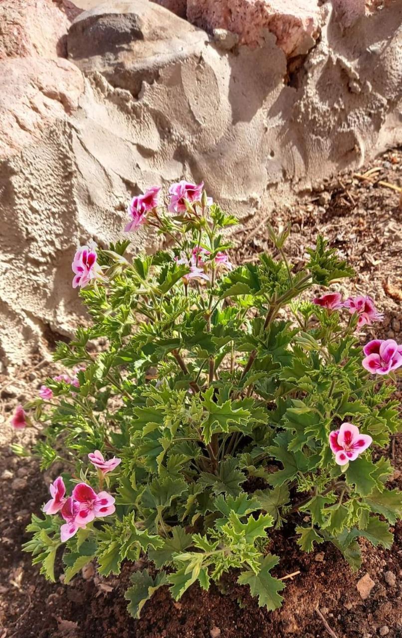 Villa Ingeborg (Adults Only) 1