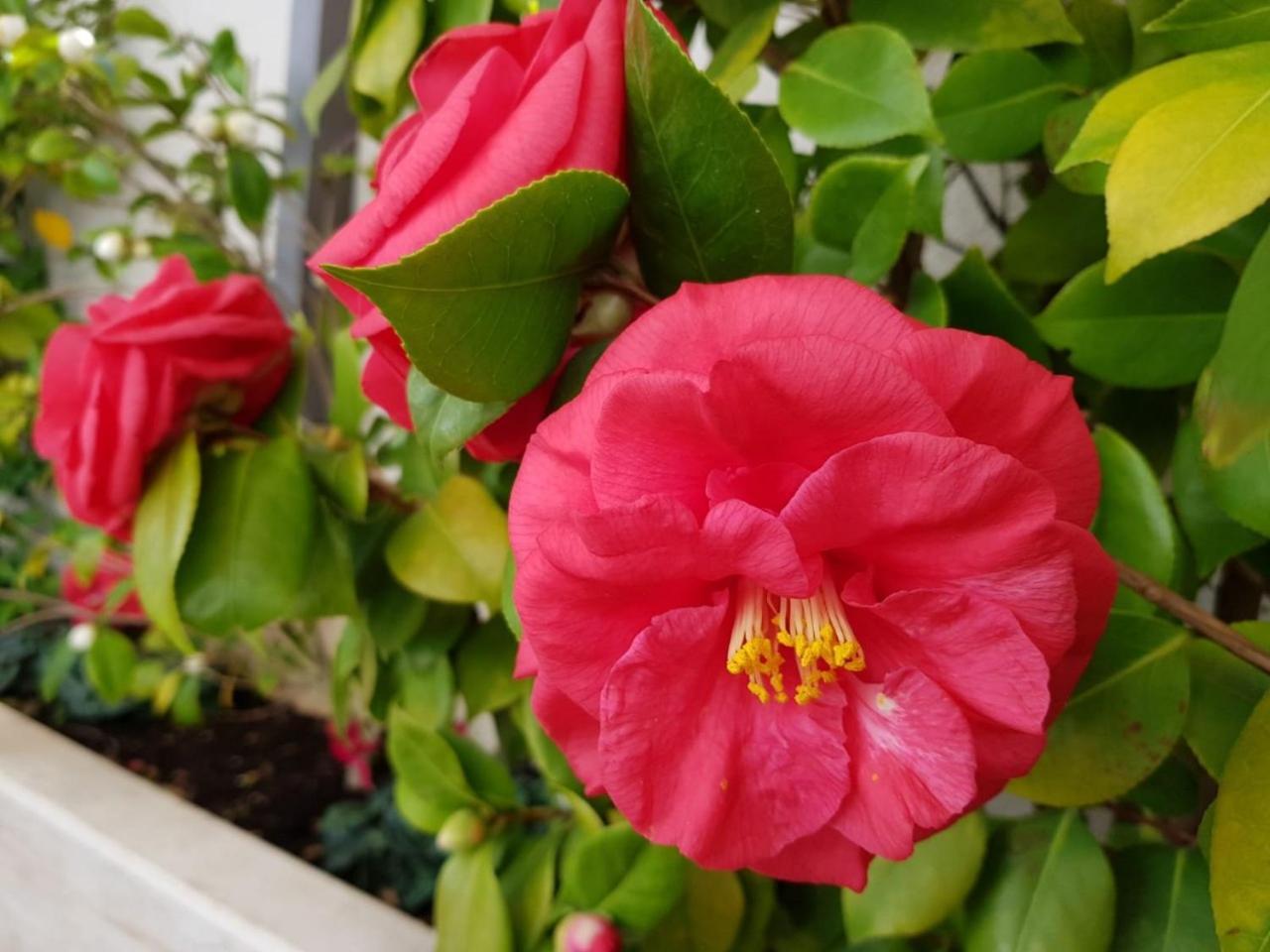 Apartments Sandra Solitudo II (Adults Only) 1