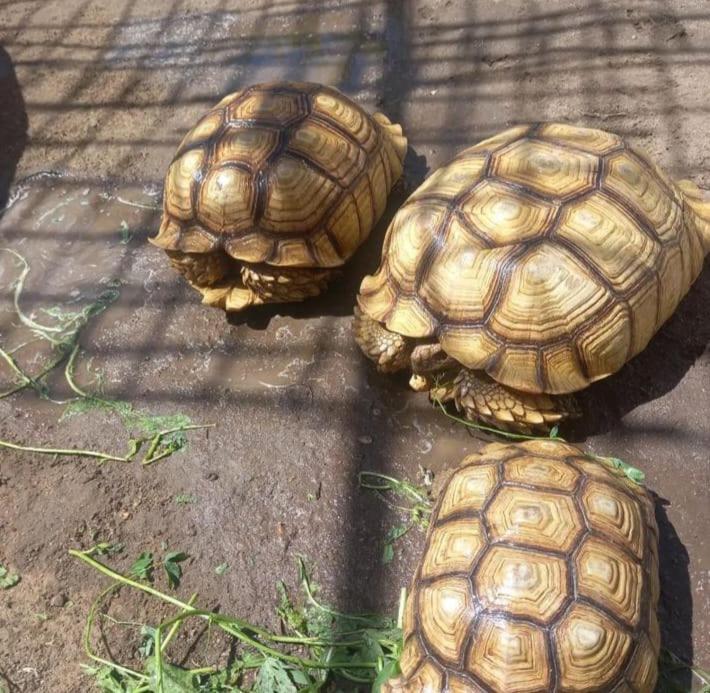 Royal Apartments Luxor 1