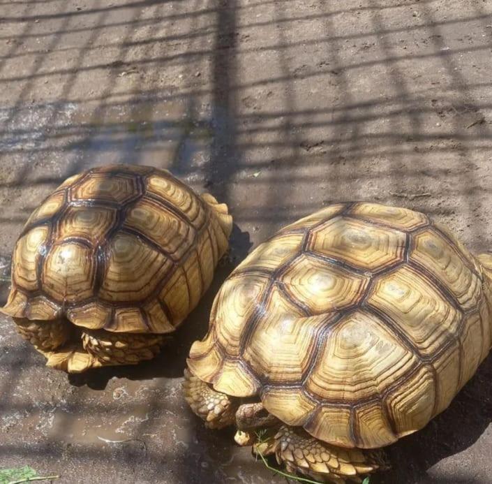 Royal Apartments Luxor 2