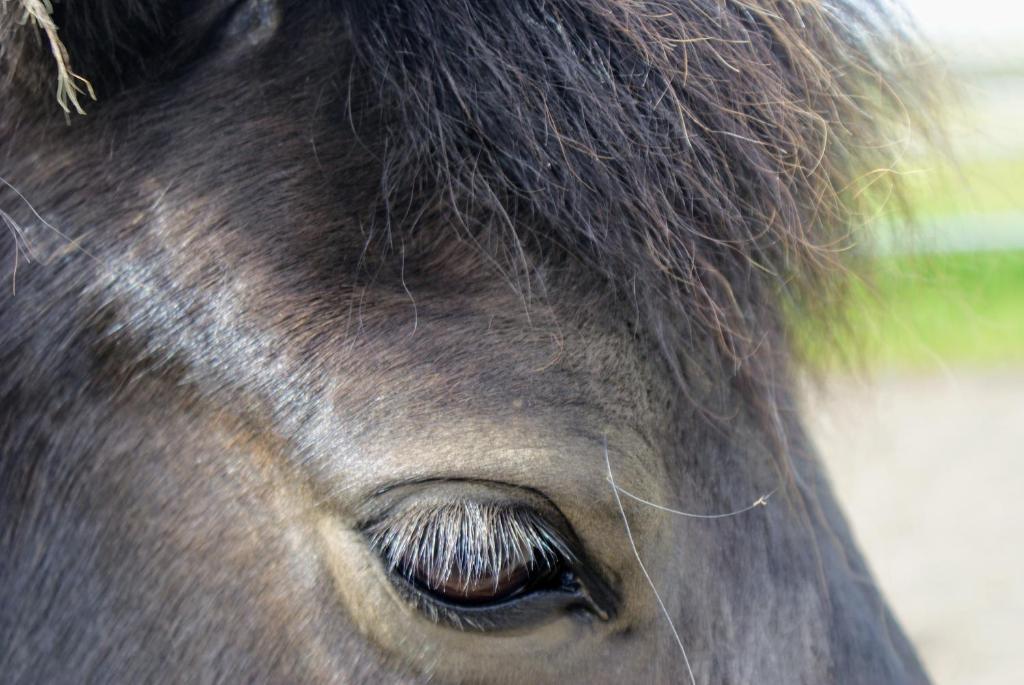 Fagrabrekka Guesthouse 1