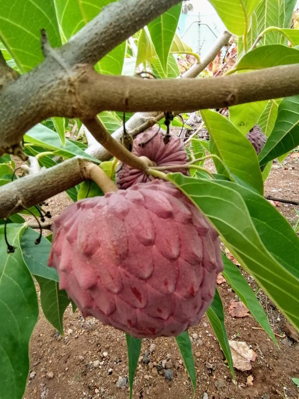 Chalet las Vinas 2 1