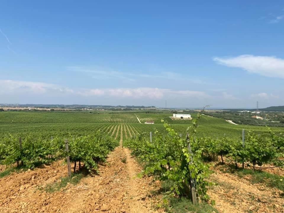 Quinta Monteiro de Matos - Enoturismo 2