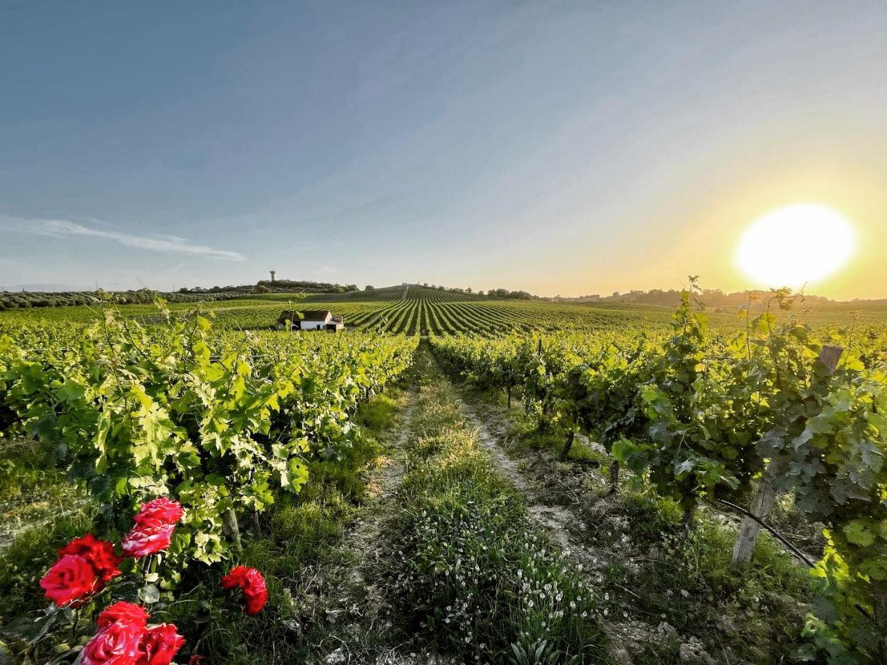 Quinta Monteiro de Matos - Enoturismo 1