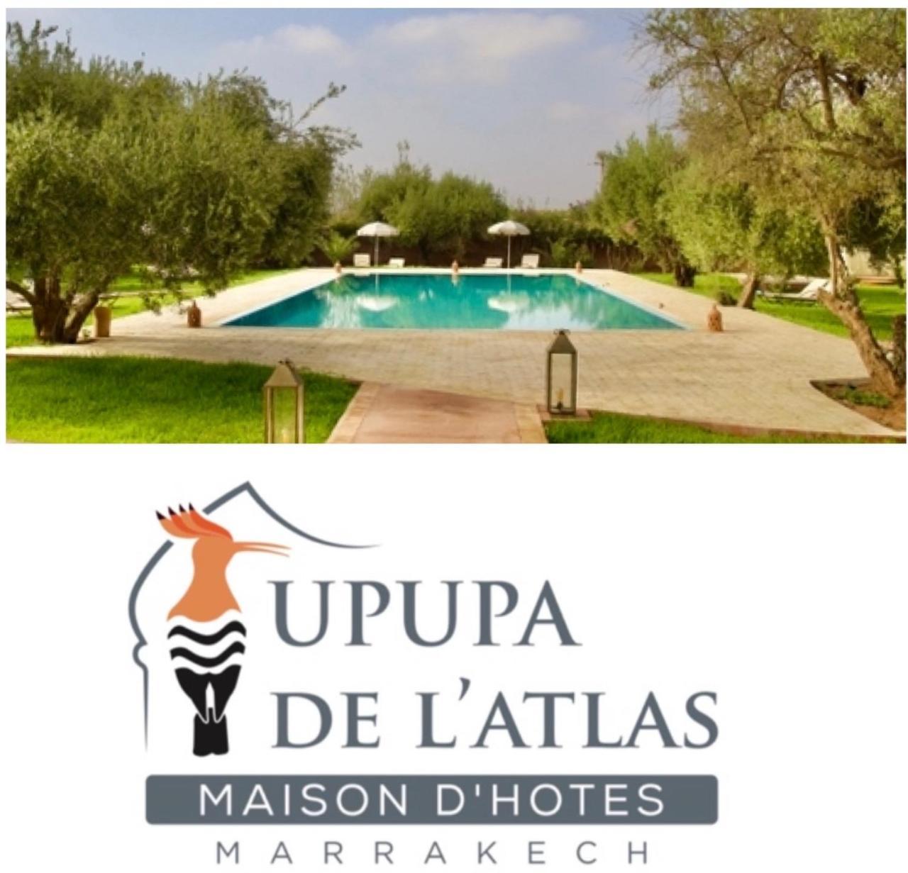 Upupa de L’Atlas