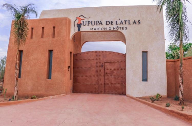 Upupa de L’Atlas 2