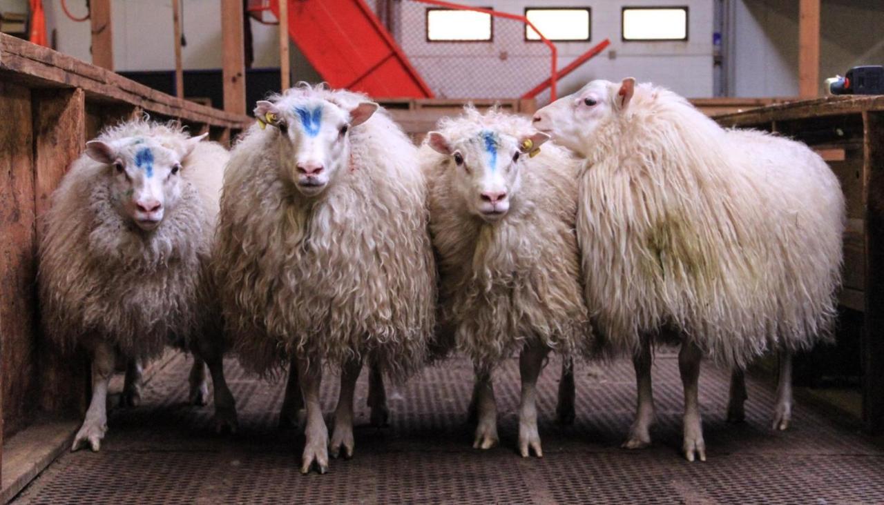 Guesthouse Hof in Vatnsdalur 2