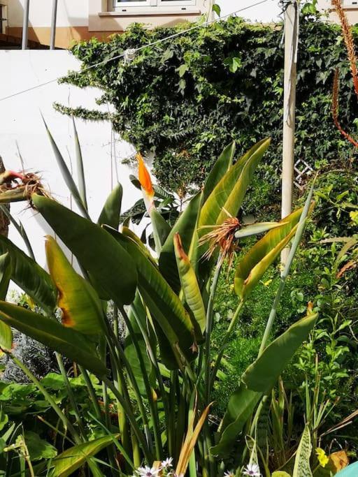 The Green Gate Patio House 2