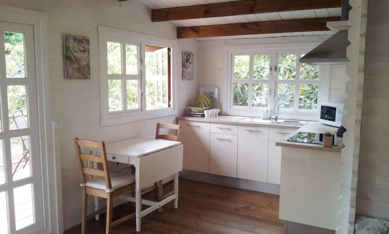 Cottage Hibiscus Among Avocados 1