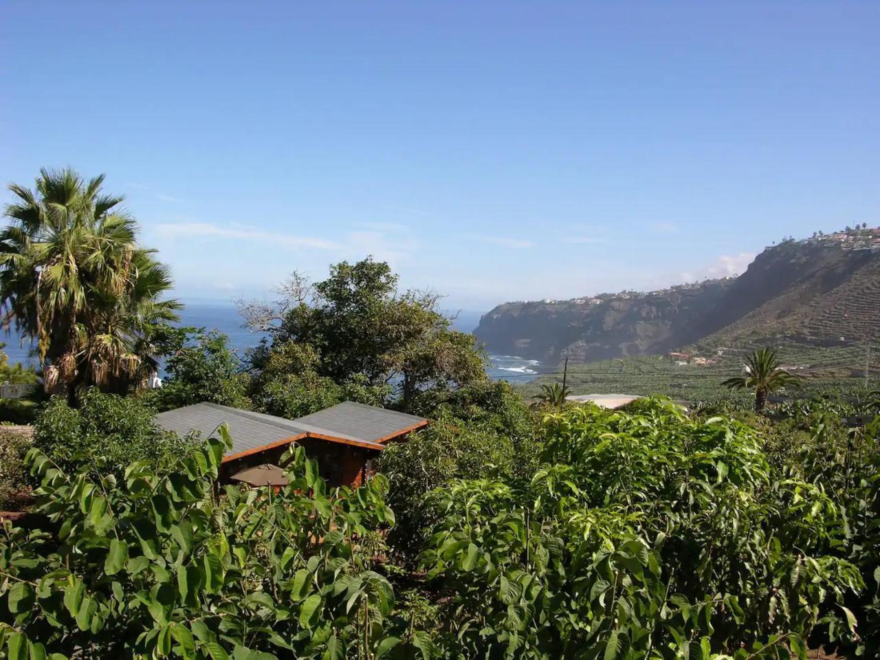 Cottage Hibiscus Among Avocados 2