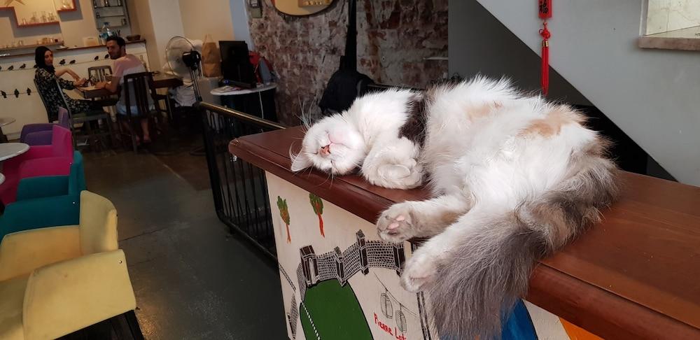 Vegan Bellavista Hostel 1