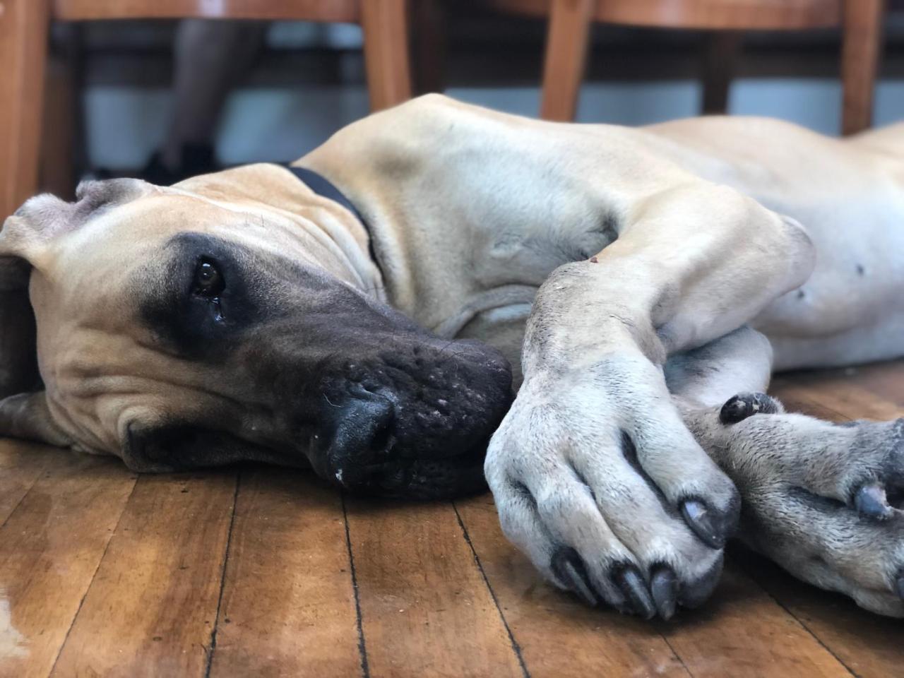 Amsterdam Hotelboat (Adults Only) 1