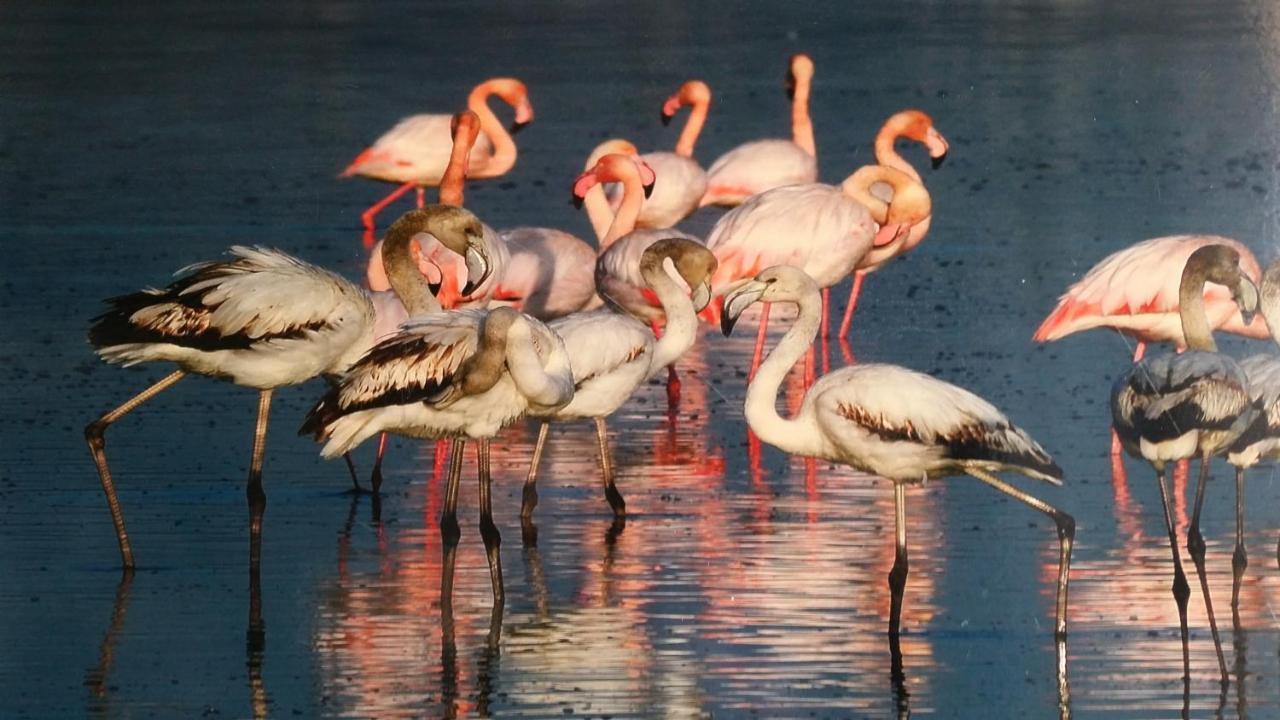 Petalmo City Apartments 2