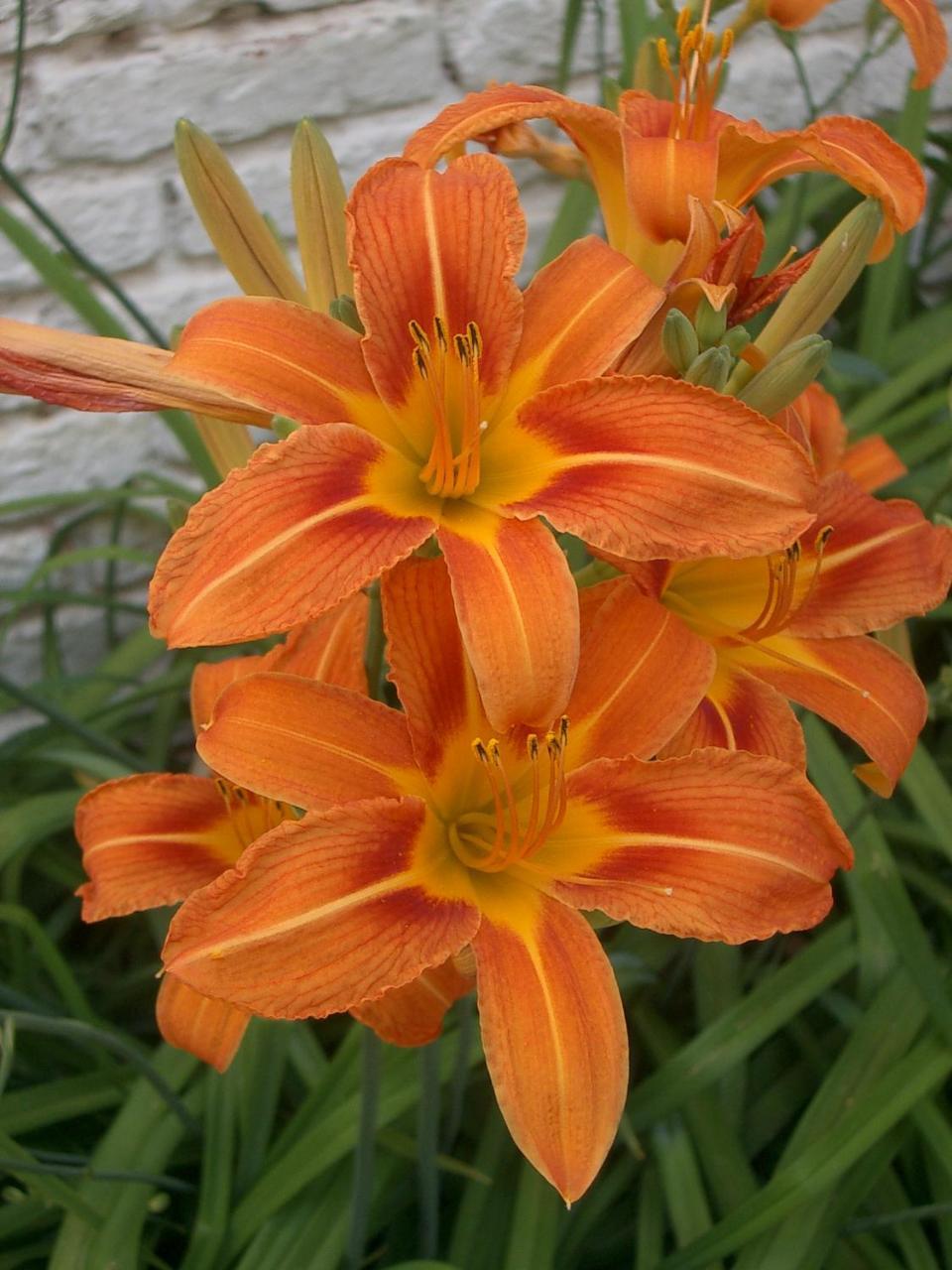 Freundliches Apartment Mit Innenhof-Garten 1