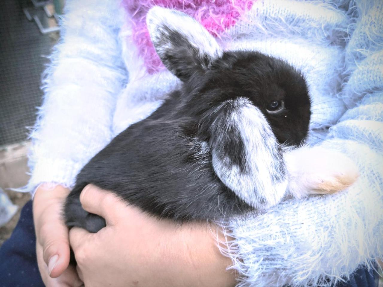 El Moli Del Montseny 1