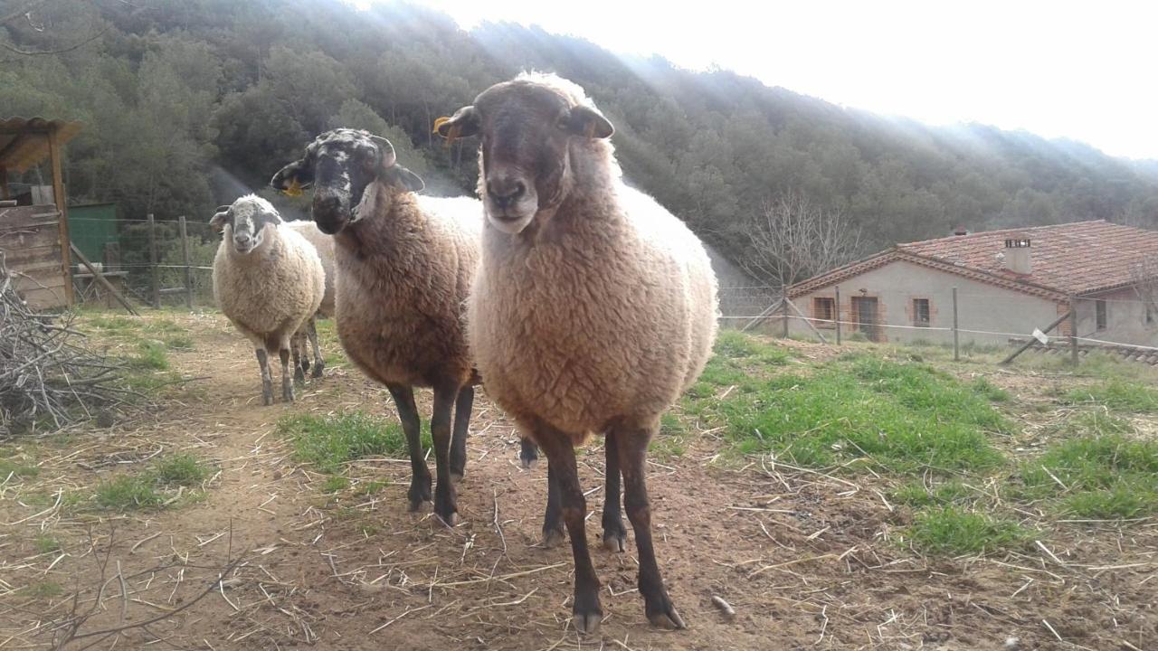 Can Parroquia (Adults Only) 2