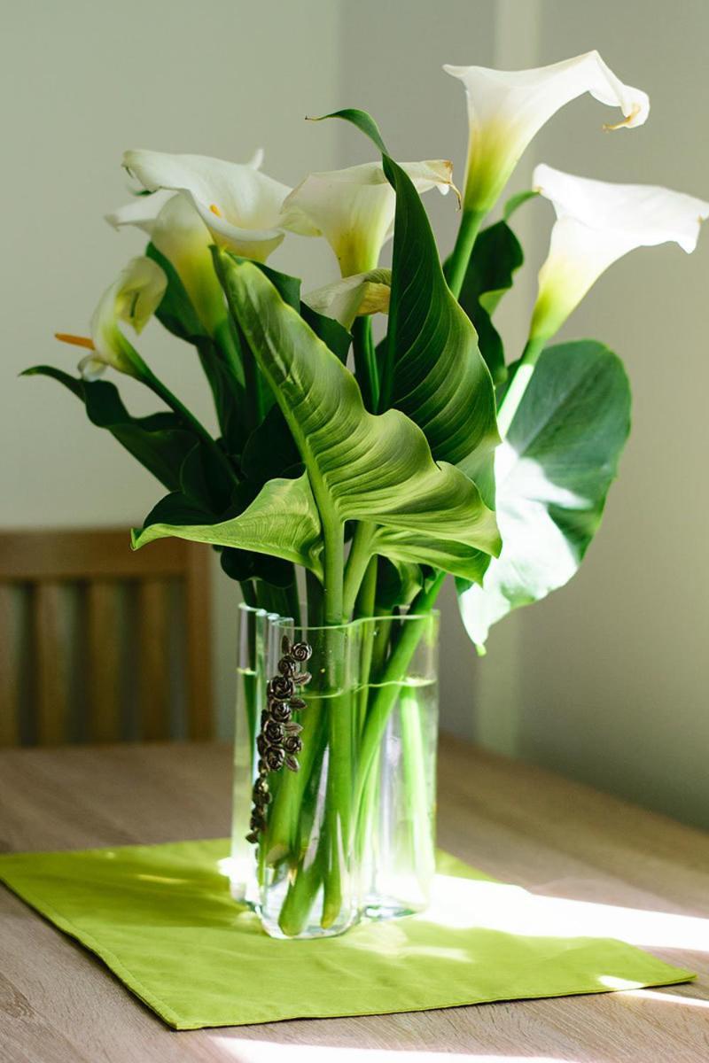 Apartments Miljanic 2