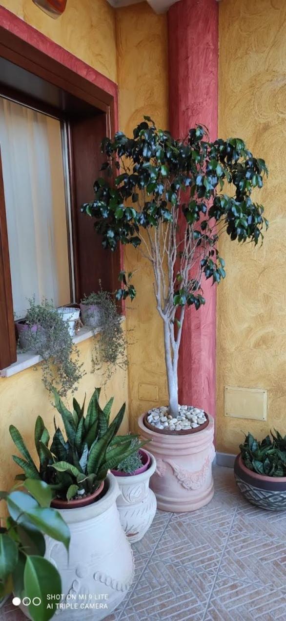 Grace Dell'isola Dei Coralli