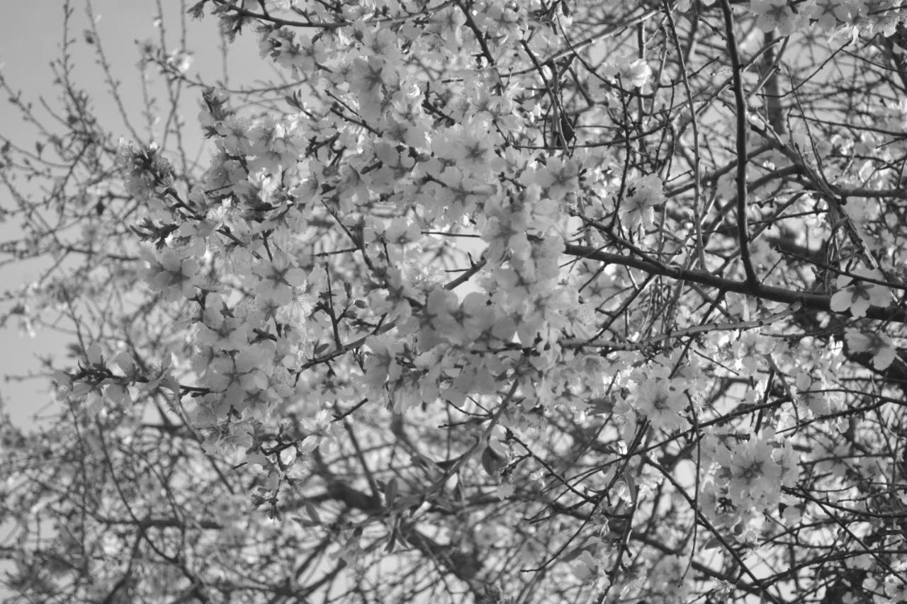 Casa de Campo Al Mare 2