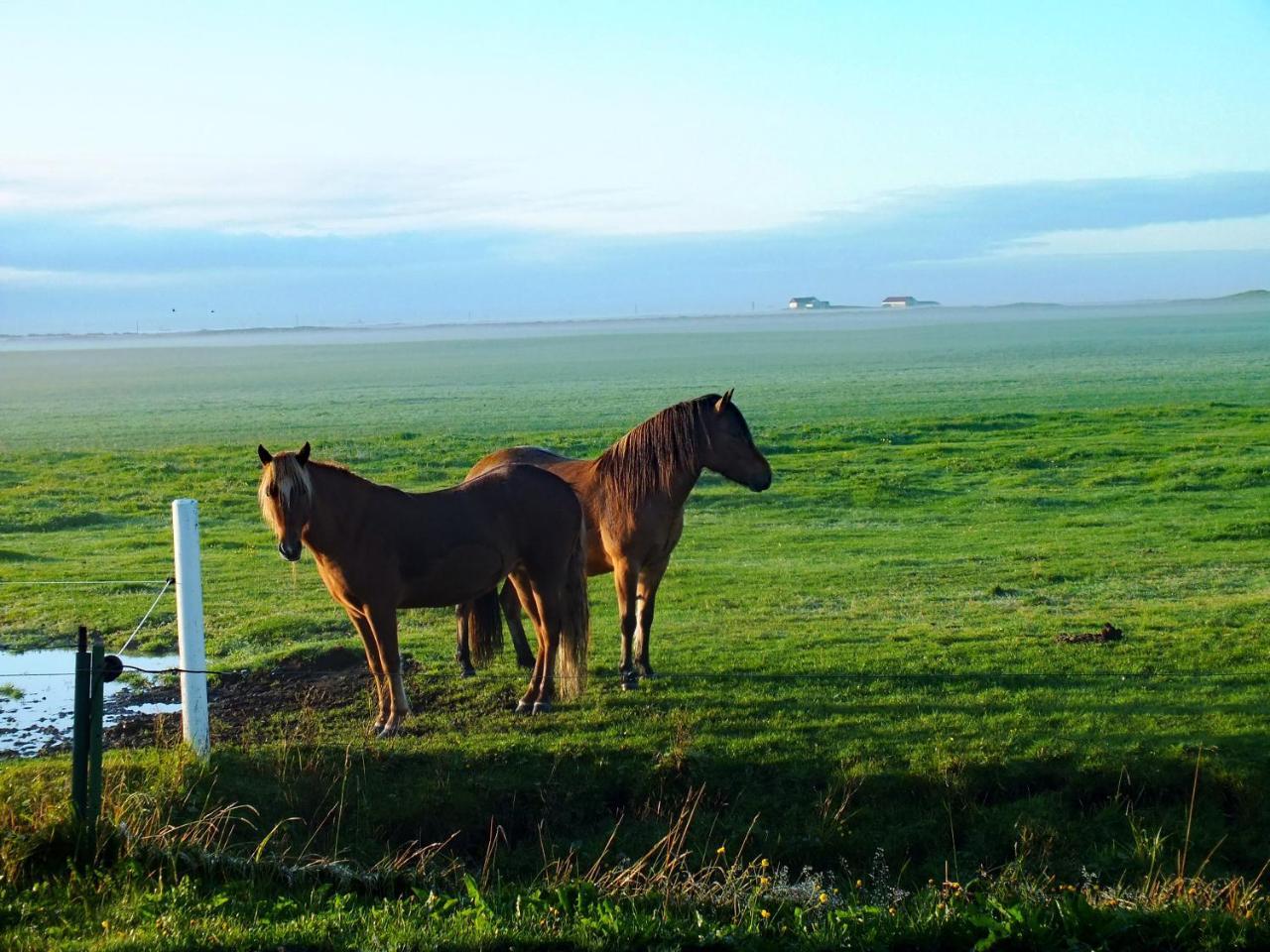 Skidbakki Guesthouse 1