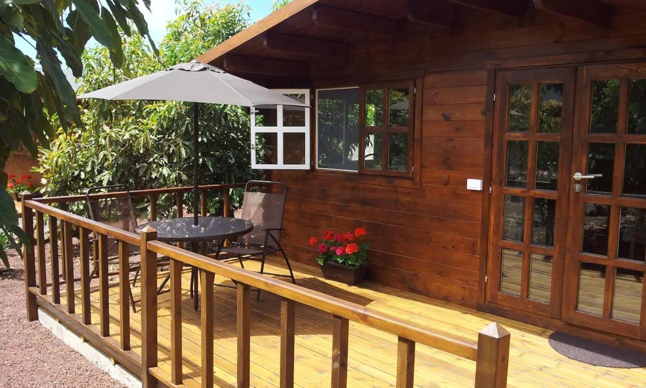 Cottage Hibiscus Among Avocados