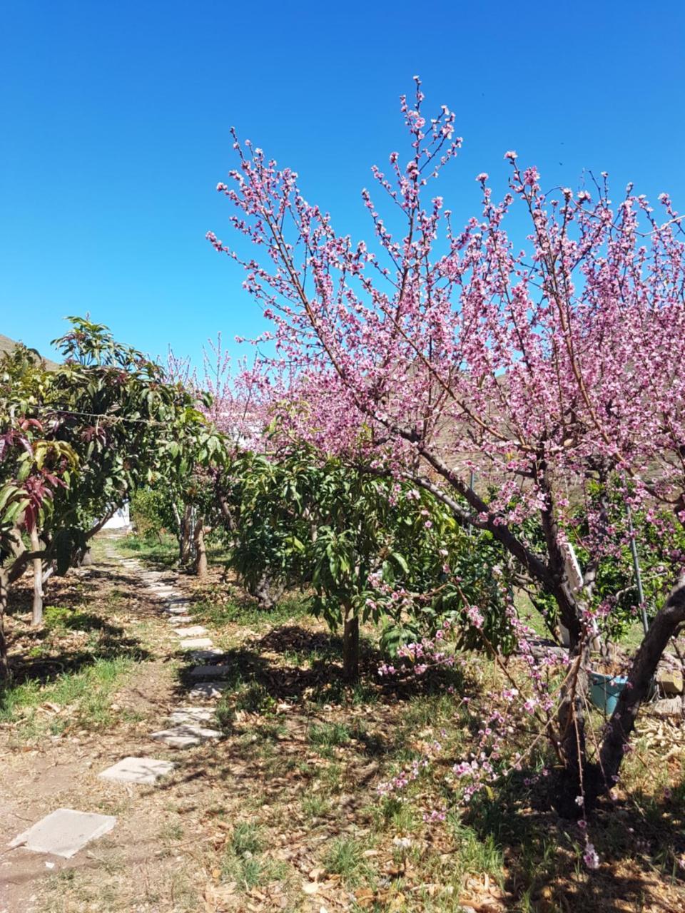Apartamento Rural En Santa Cruz de Tenerife 1