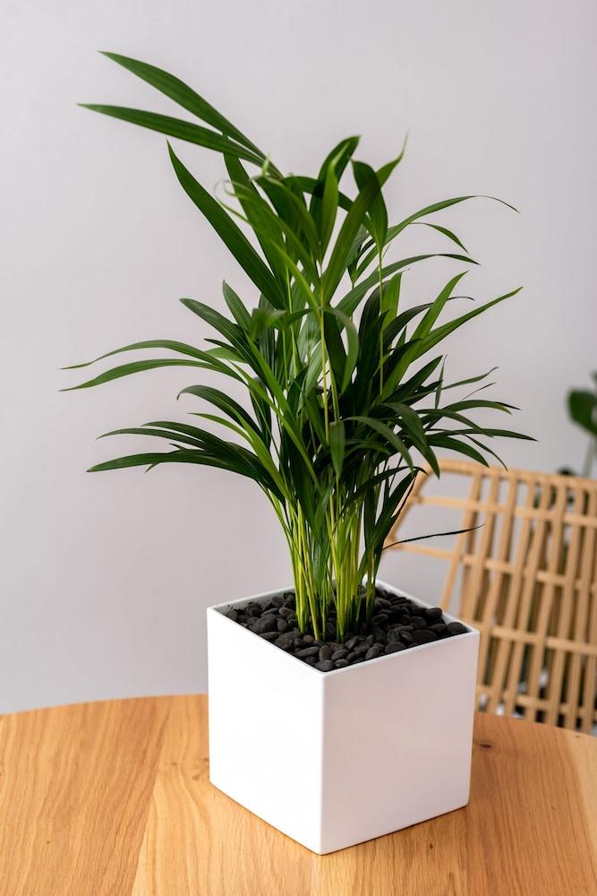 White Curves Santorini 1