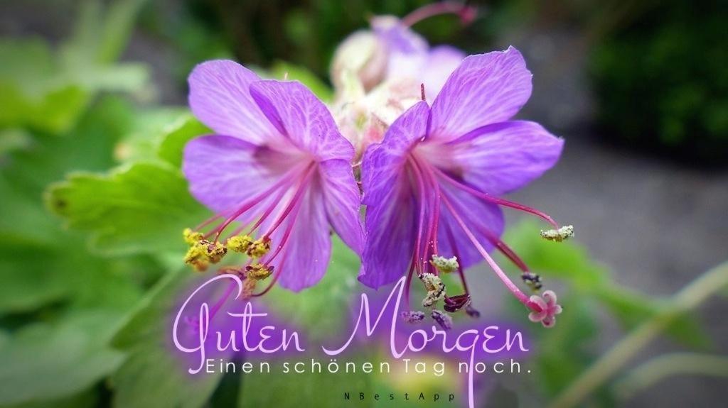 Haus Willer (Adults Only) 1