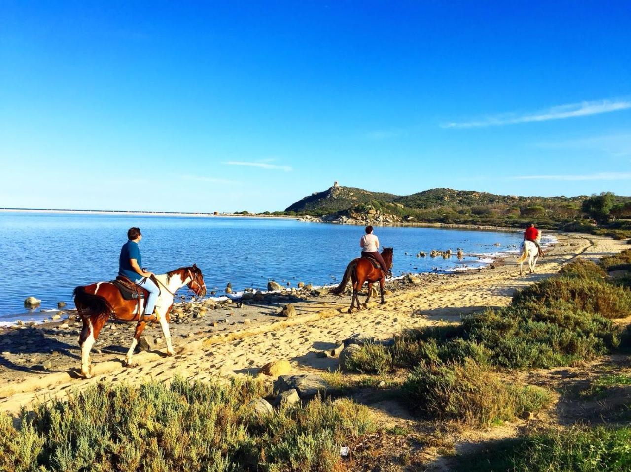 Flamingos in the Desert Villasimius 1