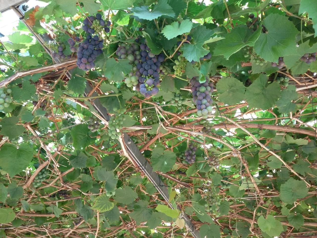 Hotel Zum Alten Wirt 2