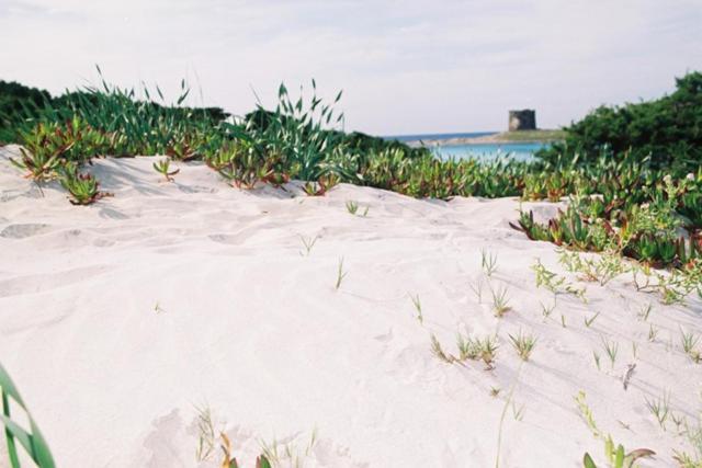 Appartamento la Pelosa 2