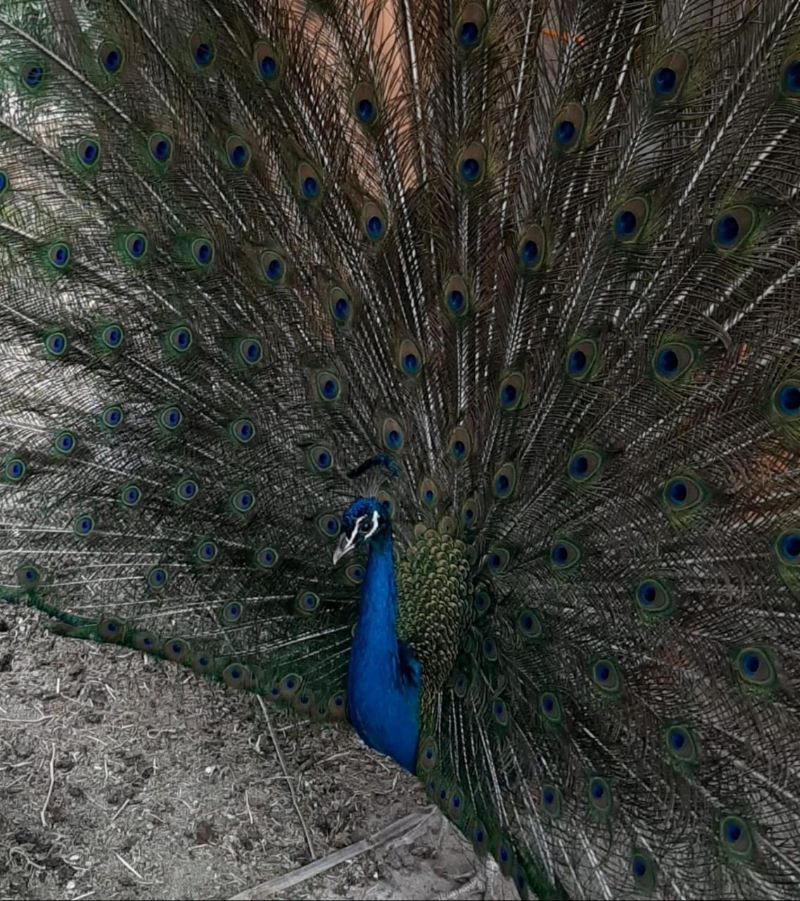 Villa Marrackech Sbai 1