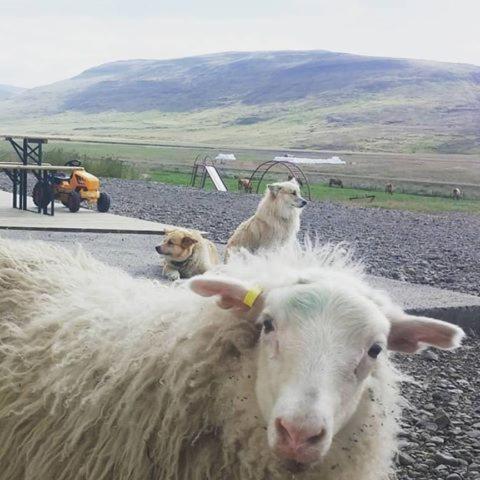 Erpsstadir Cottage 2