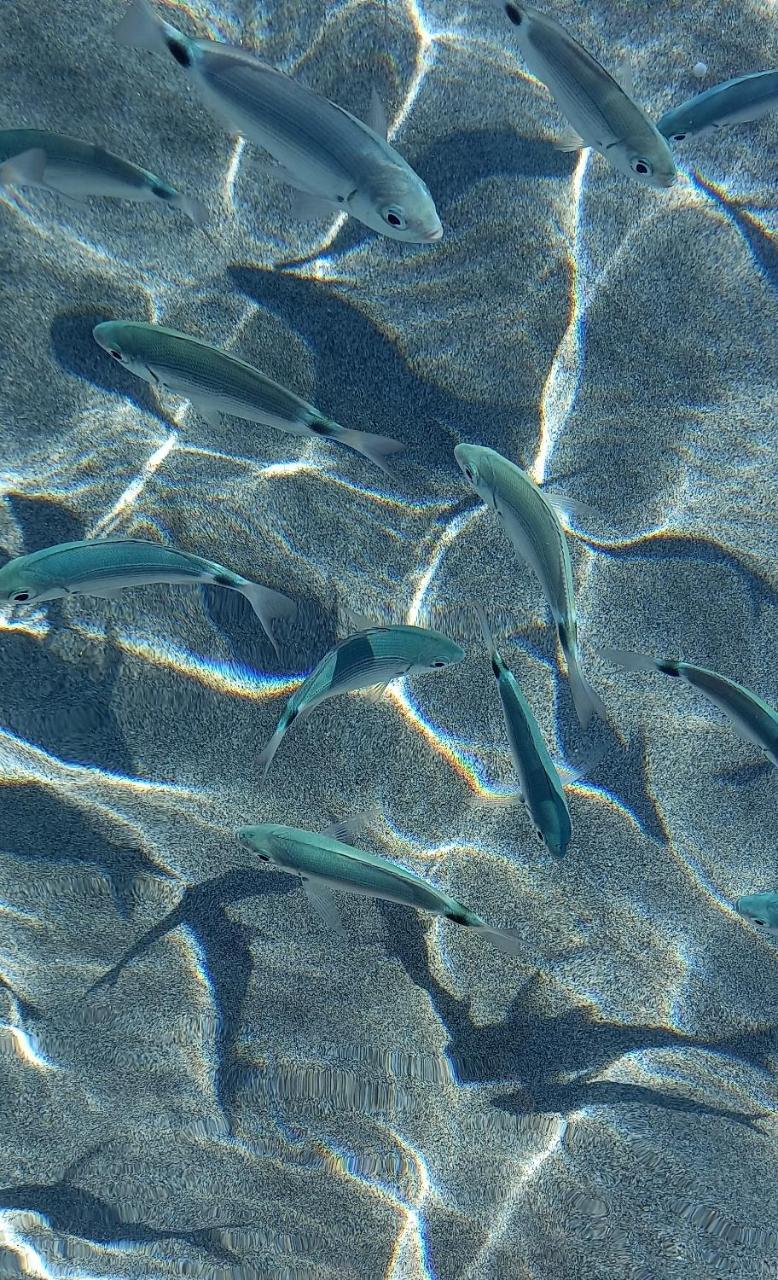 La Collina Casa Lentischi
