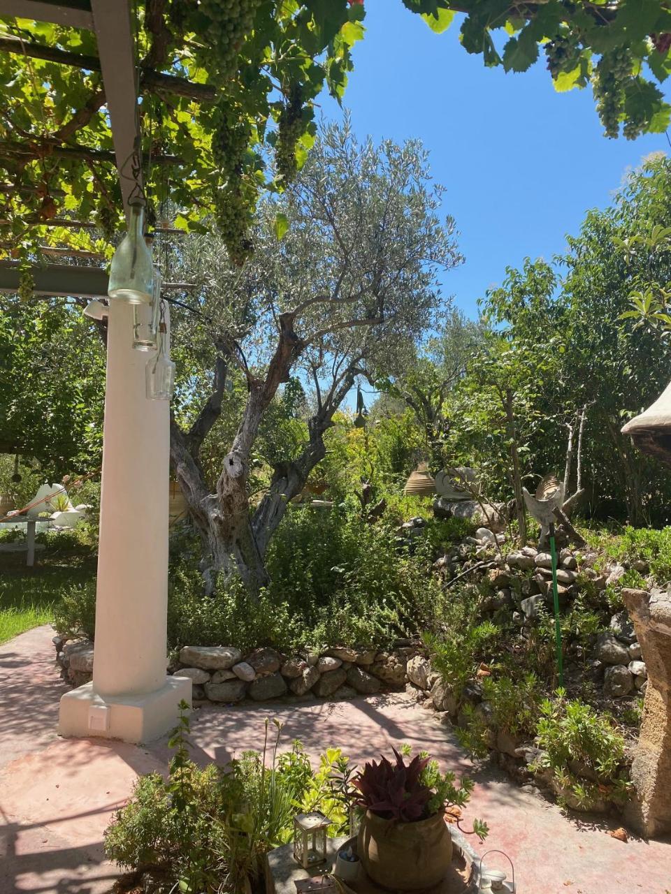 Oliveyard Stone Built House- with Pool Non Chlorin 2