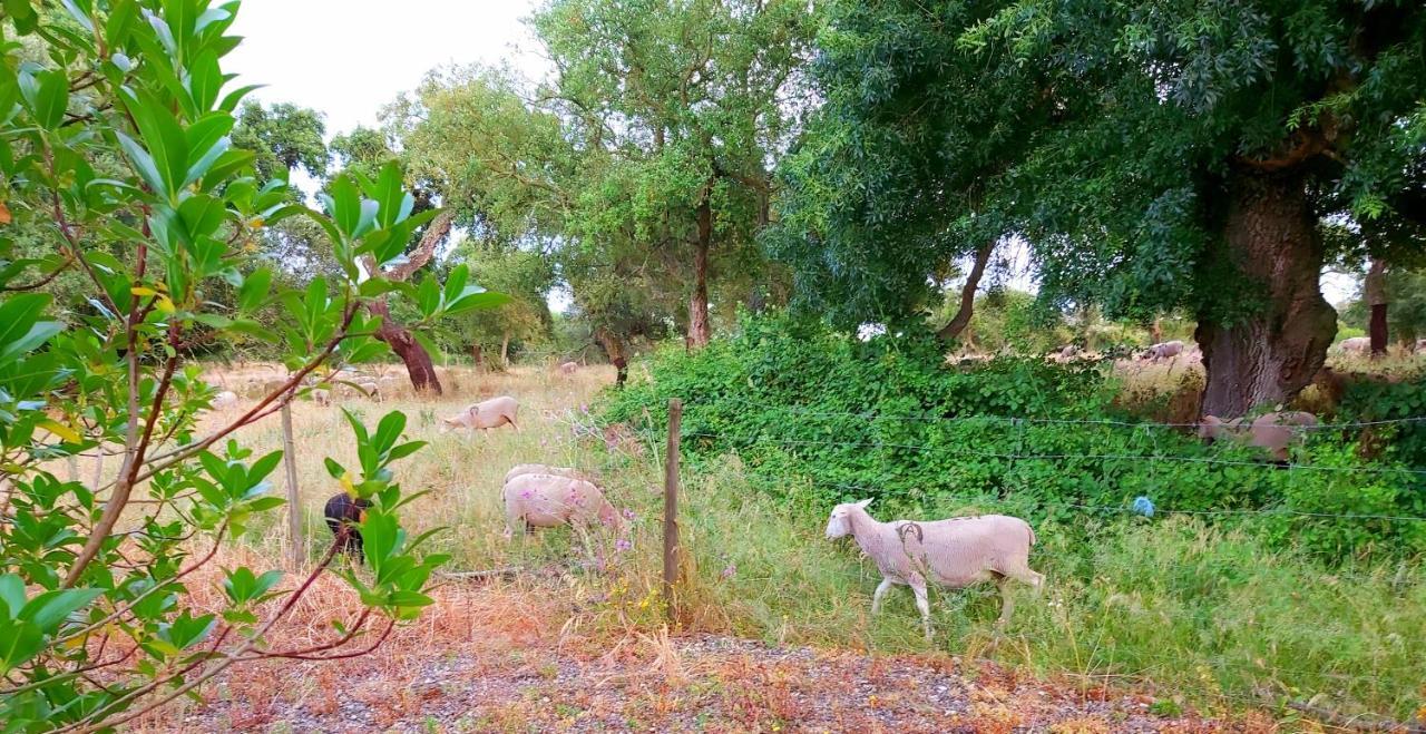 Casas Herdade Do Convento Da Serra 1